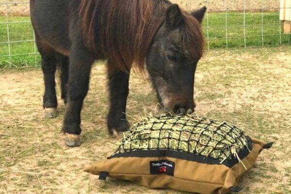 Dark brown miniature horese eating from a Mini Hay Pillow slow feeder hay bag on the ground.