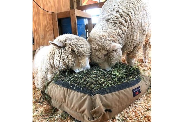 Two sheep eating from a Hay Pillow slow feeder hay bag on a bed of shavings.