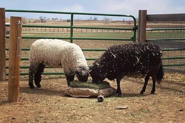 One white and one black sheep eating together from a Hay Pillow slow feed hay bag on the ground with dry pastures in the background.