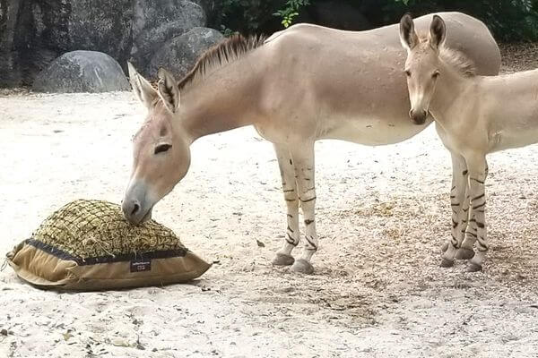 Somali wild ass with her foal at Zoo Miami eating from a Hay Pillow slow feeder hay bag on the ground.