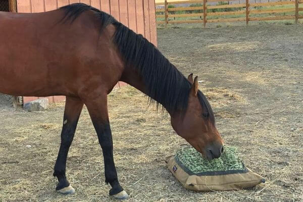 A bay horse with a black mane eating from a Hay Pillow ground slow feeder bag in a paddock wiht a red shed wall in the background.