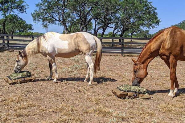 Two horses - one buckskin paint and one sorrel colored - eating from Hay Pillow slow feeder hay bags on the ground inside thier pen with oak trees in the background.
