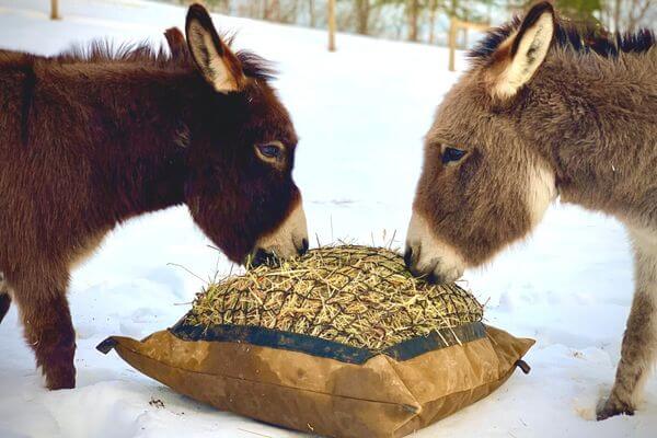 Two miniature donkeys eating from a Mini Hay Pillow slow feeder hay bag in the snow.