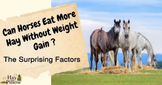 Can Horses Eat More Hay Without Weight Gain?