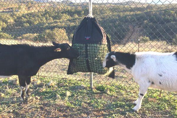 Two goats eating from a hanging Hay Pillow slow feeder hay bag that is tied to a fence with shrubs in the background.