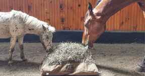 A horse and a minature horse eating from a Hay Pillow slow feeder bag on the ground.