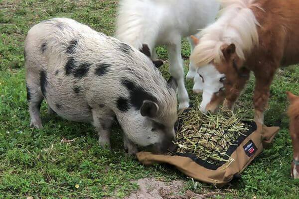 A spotted pig and two miniature horses eating together from a Mini Hay Pillow on the grass.