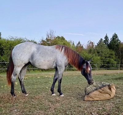 Pretty roan colored horse eating from a standard Hay Pillow slow feed hay bag on the ground.
