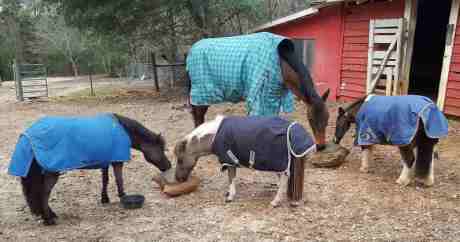 3 minis eating from two hay pillow slow feeders with a horse.