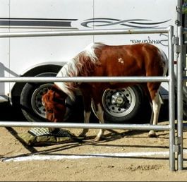 Mini horse eating from mini hay pillow inside a portable pen next to trailer.