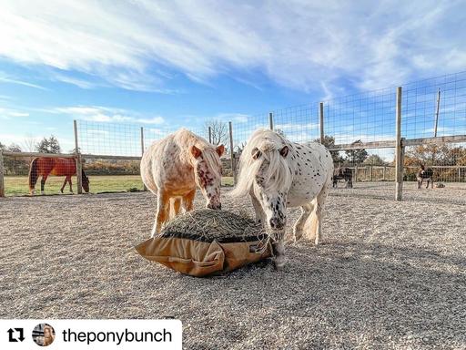 Two cute minature horses both eating from the same hay pillow slow feeder on the ground.