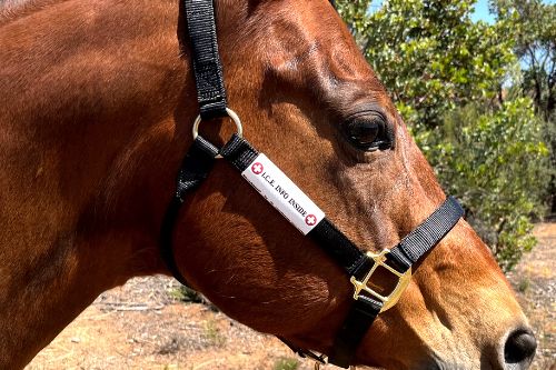 Bay horse with wrap around emergency ID on nylon halter.