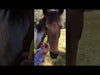 Video of how to attach a ManeStay Equine Emergency ID Tag to a horse mane.