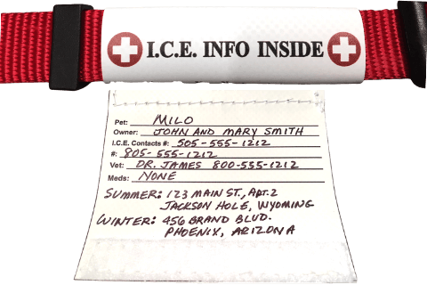 Wrap around halter/collar ID illustrating the extent of the information that can be included on the ID.