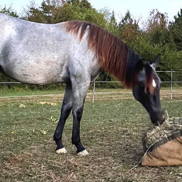 Horse eating from slow feed hay bag on ground