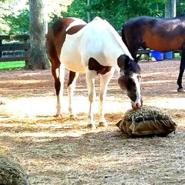 One paint horse and one bay horse eating from hay pillow slow feeders on the ground in their paddock with a brown fence and green trees in the background.