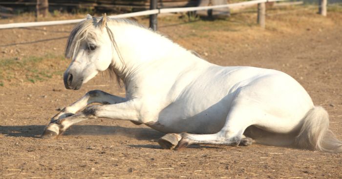 Horse rolling with colic sypmtoms