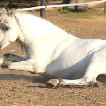 Horse rolling with colic sypmtoms