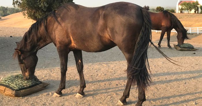 2 horses eating from slow feed hay bags on the ground in paddock