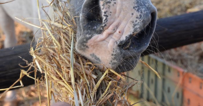 Horse eating and chewing mature grass hay