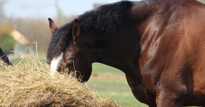 Bay horse eating hay in field