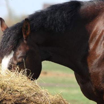 Bay horse eating hay in field