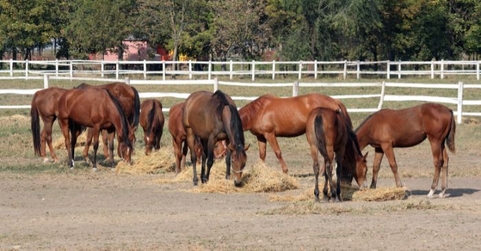 Herd of horses eating hay together in large arena