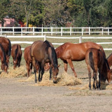 Herd of horses eating hay together in large arena