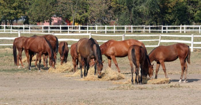 Can Horses Eat Chia Seeds? Discover the Surprising Benefits