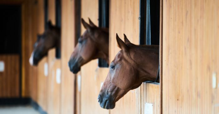 3 horses looking out stall windows in barn