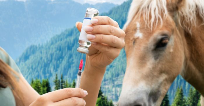 Horse vet drawing vaccine into a syringe 