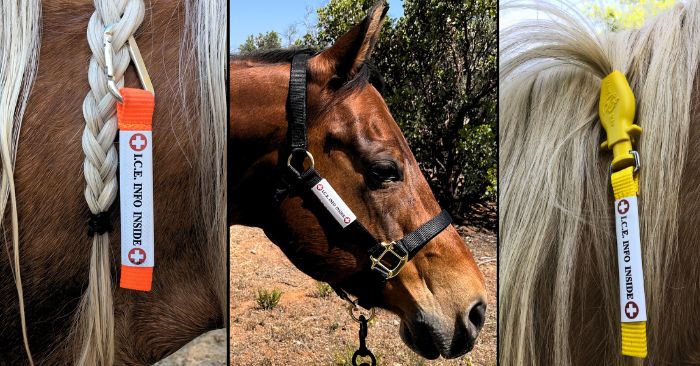 Equine emergency ID tags in horses mane and on halter