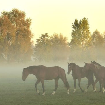 4 horses walking through pasture in the fog