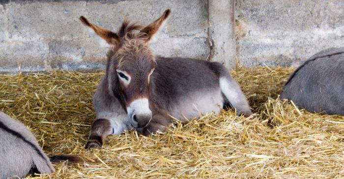 Donkey laying in straw inside a barn.