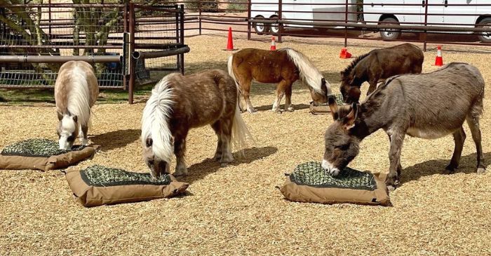 Five Miniature horses and donkeys eating from slow feed hay bags on the ground in large paddock.