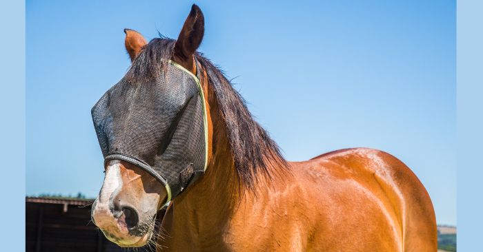 Bay horse wearing a fly mask