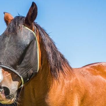 Bay horse wearing a fly mask