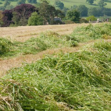 Rows of raked grass hay drying in a hay field with hills and trees in the background.