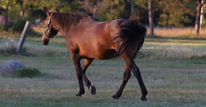 A bay horse with a hay belly walking across a field with trees in the background.