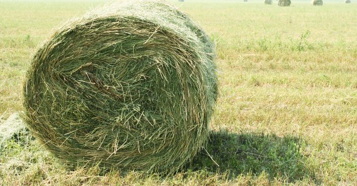 Large round bale of grass hay in field 