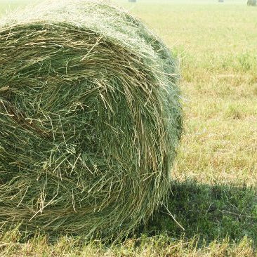 Large round bale of grass hay in field 