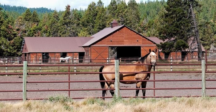 Horse alone in arena staring over fence with nothing to eat or play with 