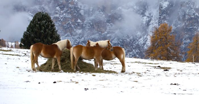 Three horses eating hay in snow covered pasture