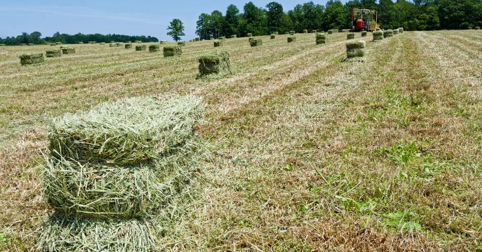 Bales of grass hay in hay field curing