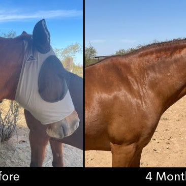 Insulin resistant horse before and after following a healthy weight loss protocol.