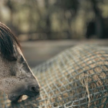 Horse frustrated eating hay from small mesh hay net