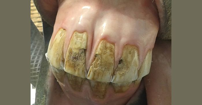 Horse teeth enamel damage from improper use of slow feeder.
