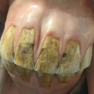 Horse teeth enamel damage from improper use of slow feeder.