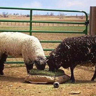 A black sheep and white sheep eating hay from slow feed hay bag on the ground