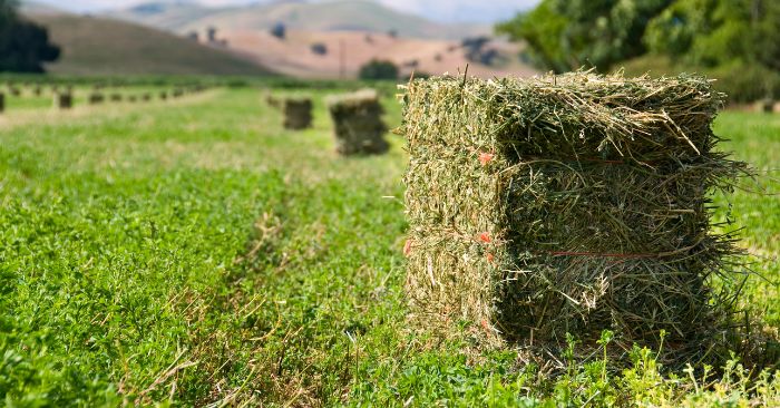 Bales of alfalfa hay curing in hay field